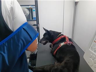 世界肝炎日 新北呼籲毛寶貝也需要定期健康檢查