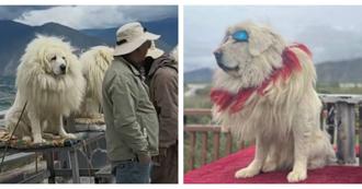 拉布拉多扮藏獒供拍照 陆旅游风景区爆动保与消费双重争议