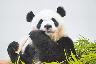 熊貓聖地轉型挑戰