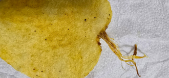 洋芋片「長毛」疑馬鈴薯發芽？毒物醫示警：出現1異狀快丟掉