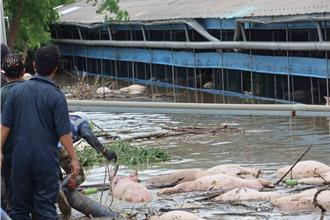 影》嘉县3养猪场尸横遍野 最惨水淹2公尺高 溺毙逾2千头
