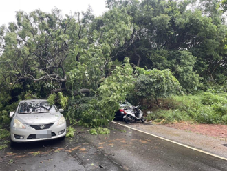 平鎮逾40年樟樹倒塌 插進汽車後座毀損8車