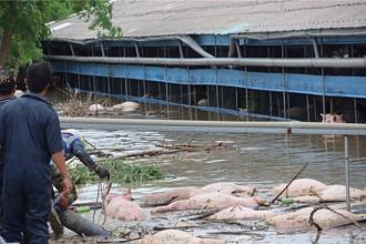 雨大到「豬屍隨水漂」疾管署：類鼻疽再添4例 1人敗血性休克