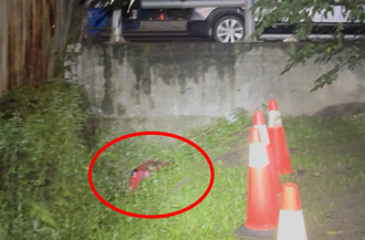 新莊命案！男遭塞進27吋行李箱 「指紋腐爛」 採DNA追身分