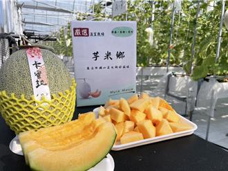 台中青農種出「香瓜界愛馬仕」 卡蜜拉哈密瓜2周銷售一空