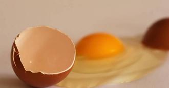 一家吃炒蛋中毒 實驗揭驚人原因 竟是「太愛乾淨」釀禍