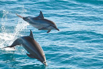 福容大飯店花蓮店 推暑假住房專案