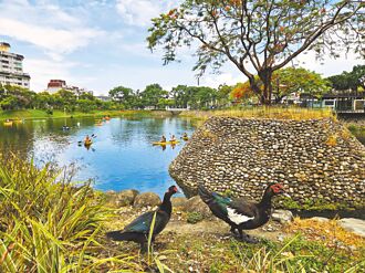 公園鴨鵝成災 屏縣府啟動減量
