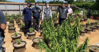 大麻查獲量暴增10倍 青少年成癮易患思覺失調症