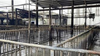 全台豬隻供應吃緊 肉品市場今休市一天