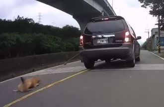 愛犬被綁車後一路拖「傷口見骨」 粗心飼主慘了！遭終身禁養