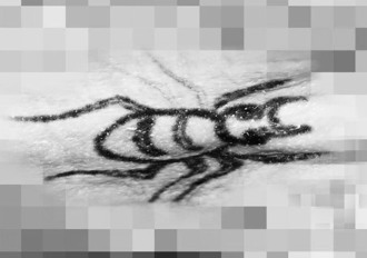 新莊箱屍案死者「背有蜘蛛刺青」 6旬身障特徵公布