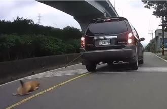 狗狗惨遭饲主开车拖行致重伤 因大意疏忽将重罚7万5千元