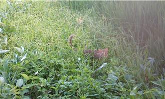 南投友善石虎農作成果佳 農產、創意料理大受歡迎