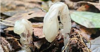 一碰就枯！專家發現罕見「冥界之花」每年僅冒出地表40天