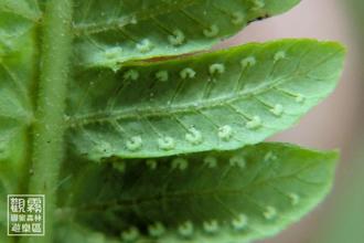 蕨美觀霧．走入霧林中最古老的綠色身影