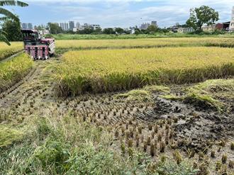 竹市九甲埔稻作爆「汞污染」 市府紧急剷除：无流入市面