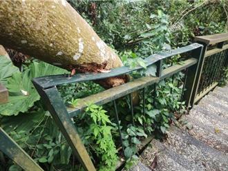 丹娜絲重創嘉義蘭潭後山步道 多處受損封閉將延期開放