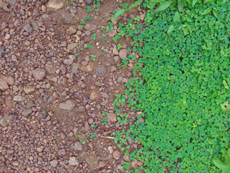 國產署首批自行招標碳匯年底推出 每包權利金底價60萬起跳