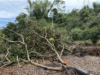 雲林竹山紅毛丹、黃金果列農災救助 每公頃6.2萬元