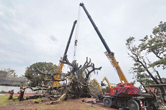 台南 338棵珍貴老樹只倒4棵 志工驚喜
