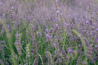 舒緩腸胃及鎮定的5種草本 它竟能緩解脹氣！