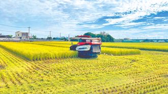 日本為美國關稅犧牲稻米 稻農憂台灣走上日本模式