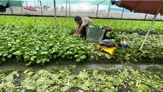連日大雨蔬菜少、品質不佳 西螺交易量較上周少100公噸