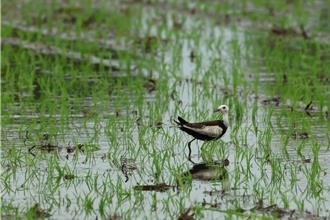 丹娜丝颱风破坏菱角田 水雉栖息今年异常减少