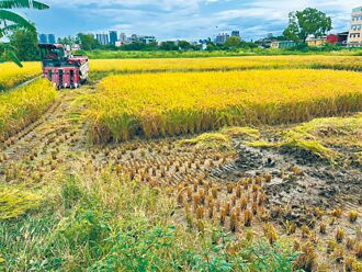 竹市爆汞稻 1940坪田剷除销毁