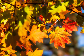 8／7立秋7禁忌曝 情绪悲伤恐衰整年 吃1物开运旺财