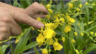 連日豪雨蘭花受損嚴重 溫室也遭殃 銷日旺季業者陷兩難