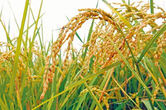 爭取低關稅 農民盼勿犧牲農業