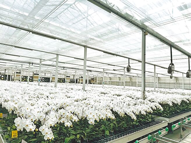 美对台关税暂订20％，全台50多家兰花业者紧急开会，忧产业重创。（台湾兰花产销发展协会提供／程炳璋台南传真）