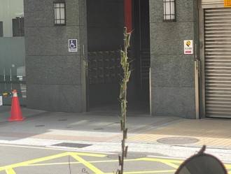 新北爆「蝗蟲過境」一個晚上抓30隻 農業局曝原因