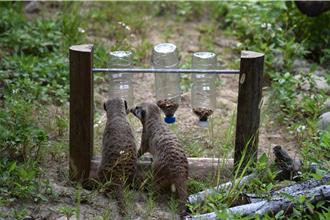 企业员工为动物量身打造专属游具 超萌画面曝光