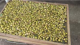 台中農損曝光！初估達84公頃 周一上班日恐湧申報量