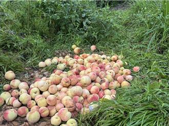 台中豪雨釀農損！梨山水蜜桃減產3成 農民嘆：10年來最慘