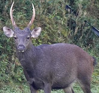 影》宜蘭抹茶山驚現鹿老大 「站崗＋跺腳警告」萌樣曝光