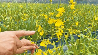 風災接豪雨 蘭花受損難銷日