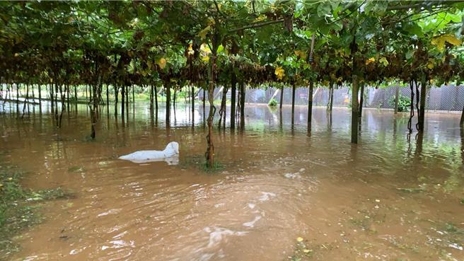 豪大雨下不停，台中丝瓜园惨泡水。（台中市府提供／陈淑娥台中传真）