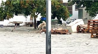 金崙溪水淹民宿釋迦園 農損慘重、搶修暫緩