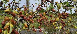 苗栗紅棗農心淌血！颱風豪雨重創 裂果慘重損失近8成