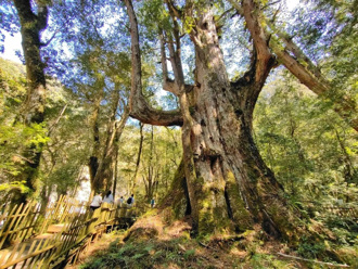 走入大人國的森林世界「司馬庫斯」　與時光守門人美麗相遇