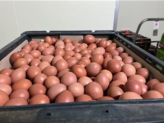 買到臭雞蛋別急著怪豪雨！專家教辨識「壞蛋」