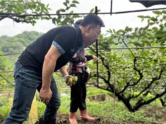 甜柿产量剩不到一半！台中山城农作惨 江启臣吁全品项救助