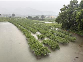 豪雨重創彰化芭樂！青農連日抽水無效 災損已達5成