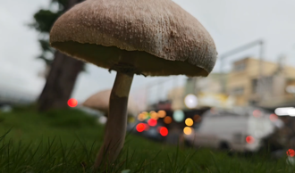 豪雨不斷「生菇了」 高雄分隔島長出大量菇菇！小心有毒