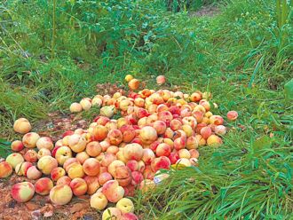 台中 落花生、瓜类、水蜜桃 农损3成