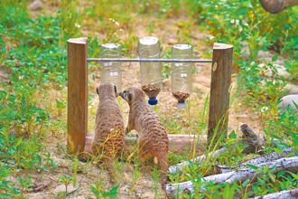 竹市科技廠員工 為動物做遊具